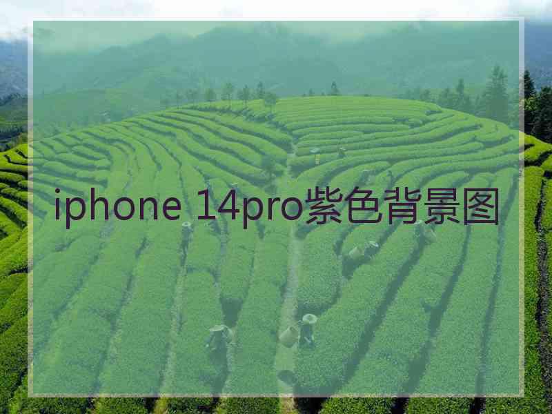 iphone 14pro紫色背景图