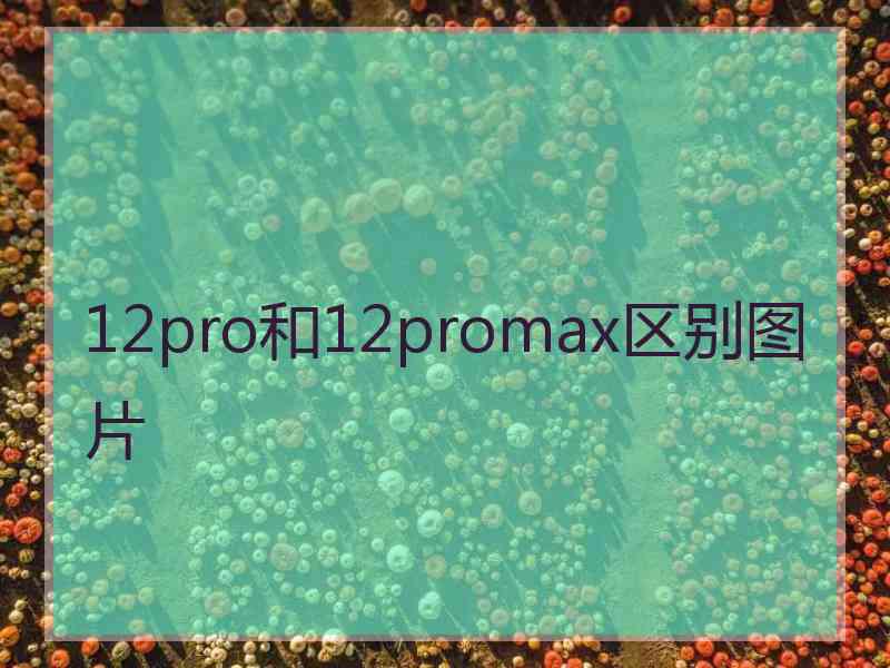 12pro和12promax区别图片