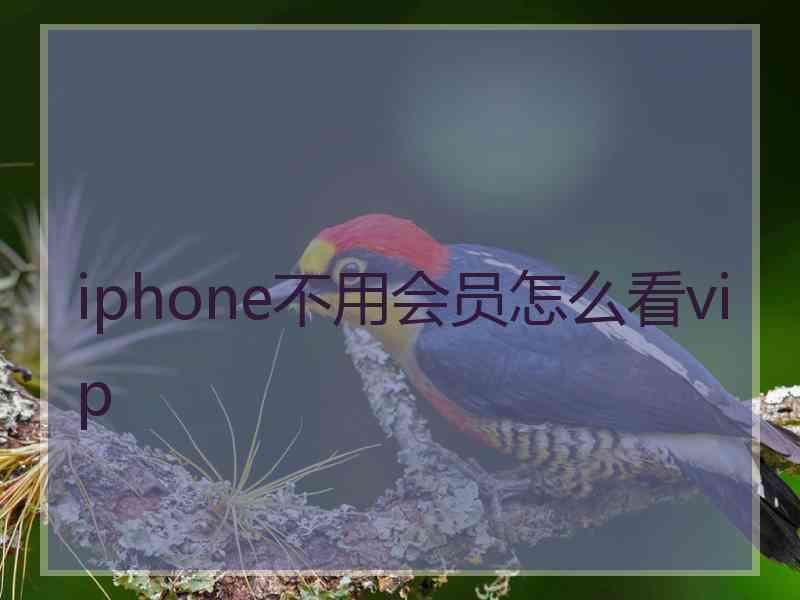 iphone不用会员怎么看vip