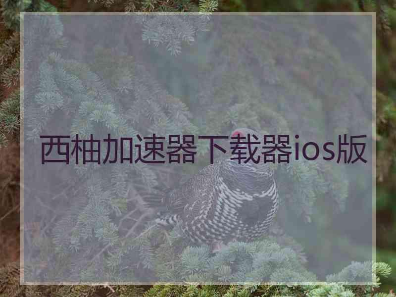 西柚加速器下载器ios版