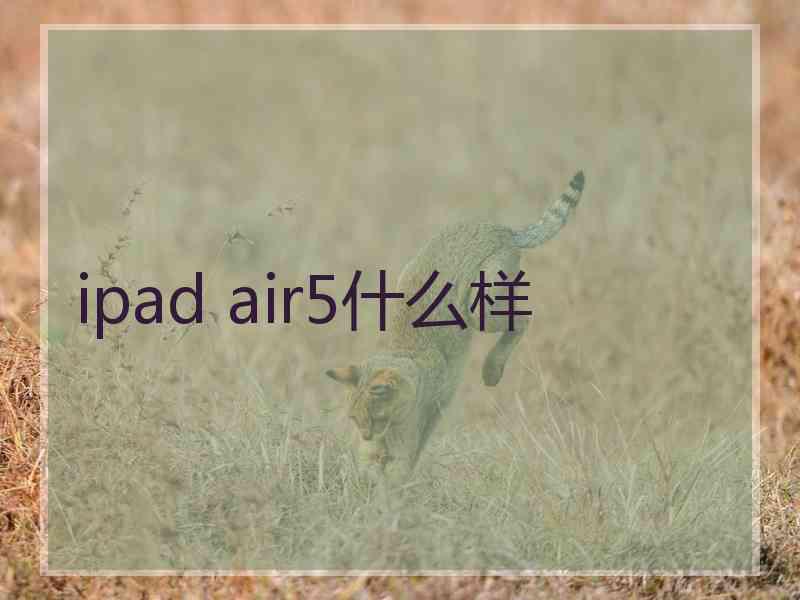 ipad air5什么样