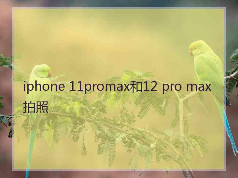 iphone 11promax和12 pro max拍照