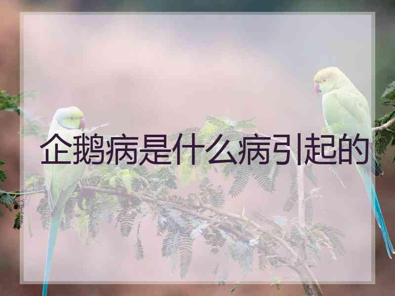 企鹅病是什么病引起的