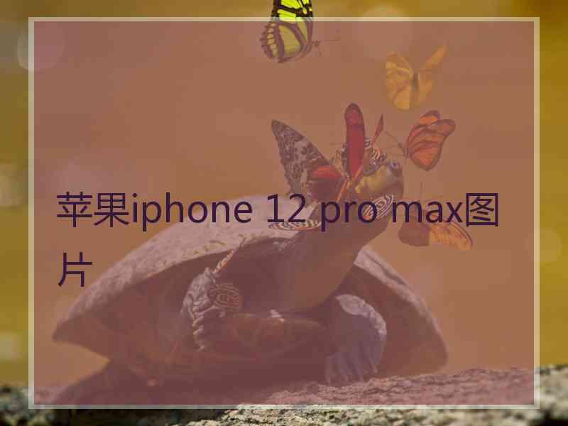 苹果iphone 12 pro max图片