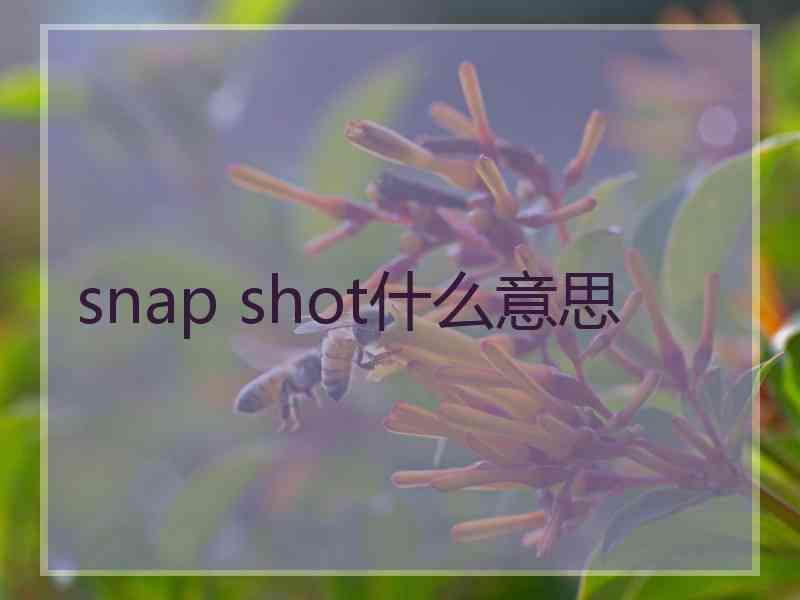 snap shot什么意思