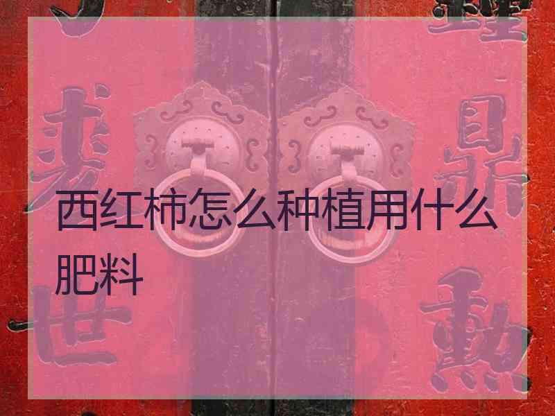 西红柿怎么种植用什么肥料