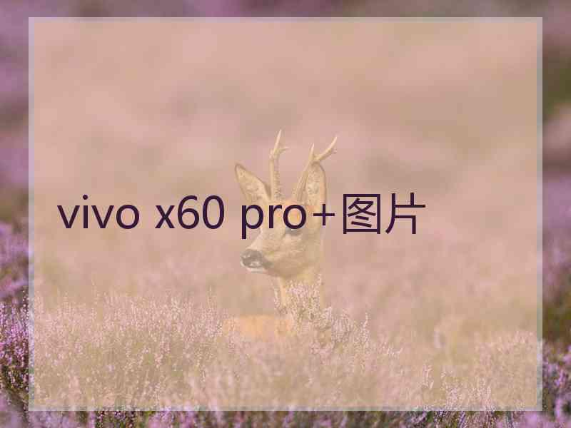 vivo x60 pro+图片