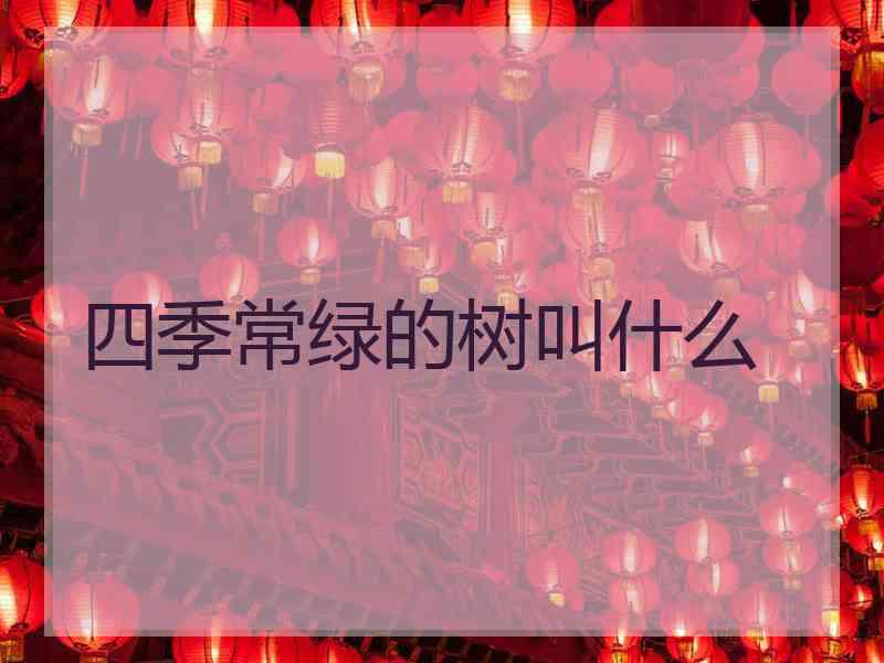 四季常绿的树叫什么