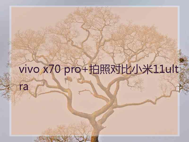 vivo x70 pro+拍照对比小米11ultra