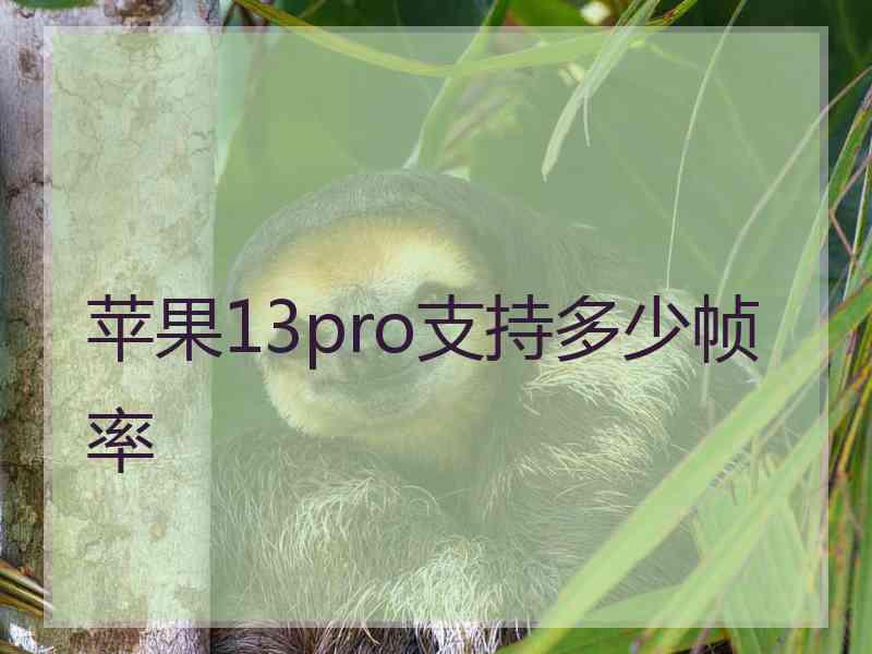 苹果13pro支持多少帧率