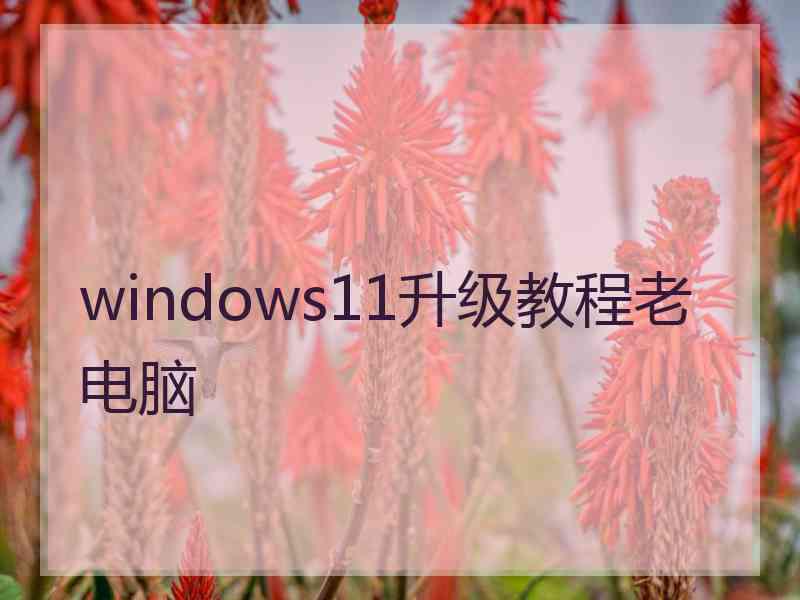 windows11升级教程老电脑