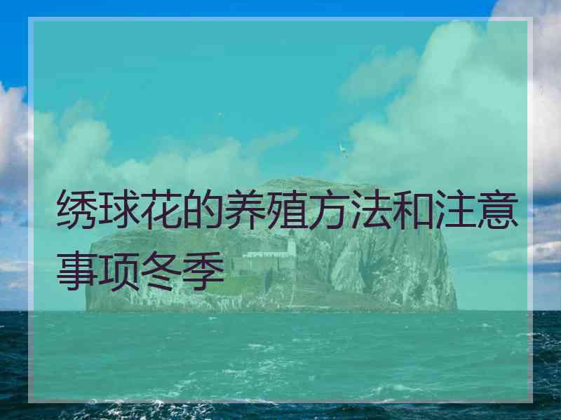 绣球花的养殖方法和注意事项冬季