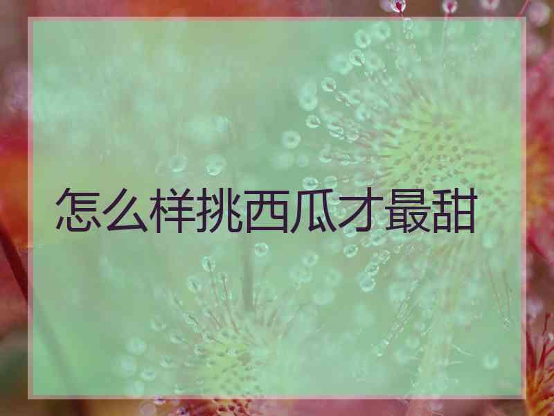 怎么样挑西瓜才最甜