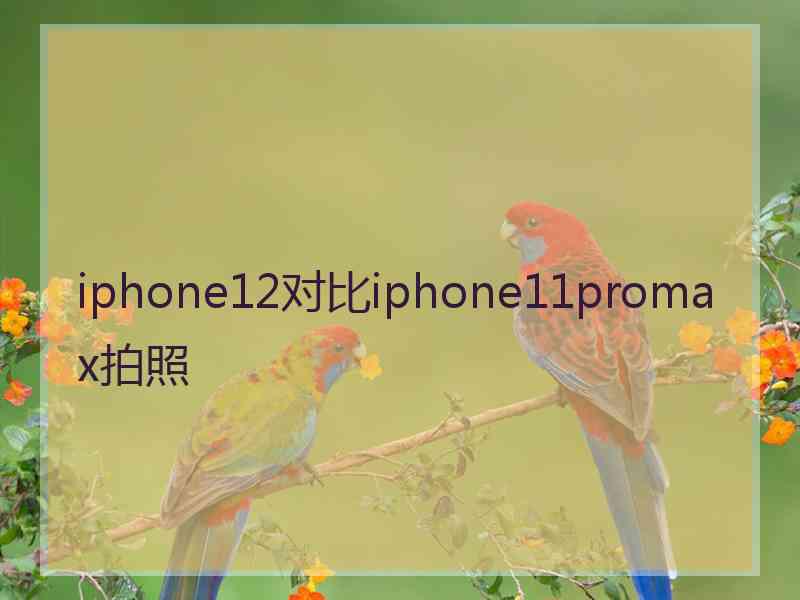 iphone12对比iphone11promax拍照