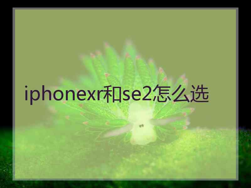 iphonexr和se2怎么选