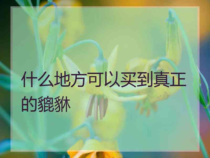 什么地方可以买到真正的貔貅