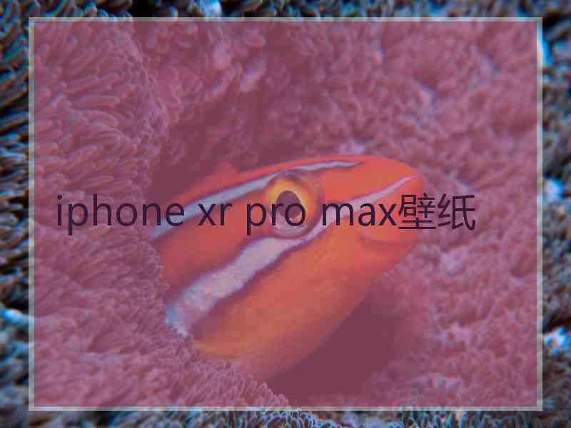 iphone xr pro max壁纸