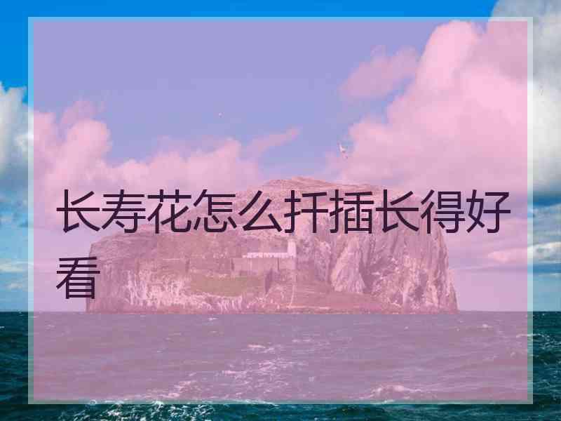 长寿花怎么扦插长得好看