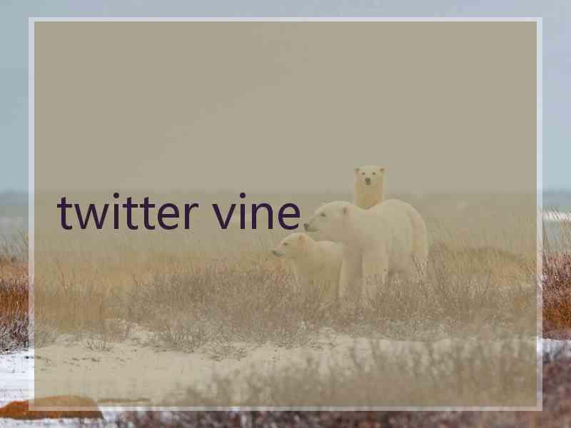 twitter vine