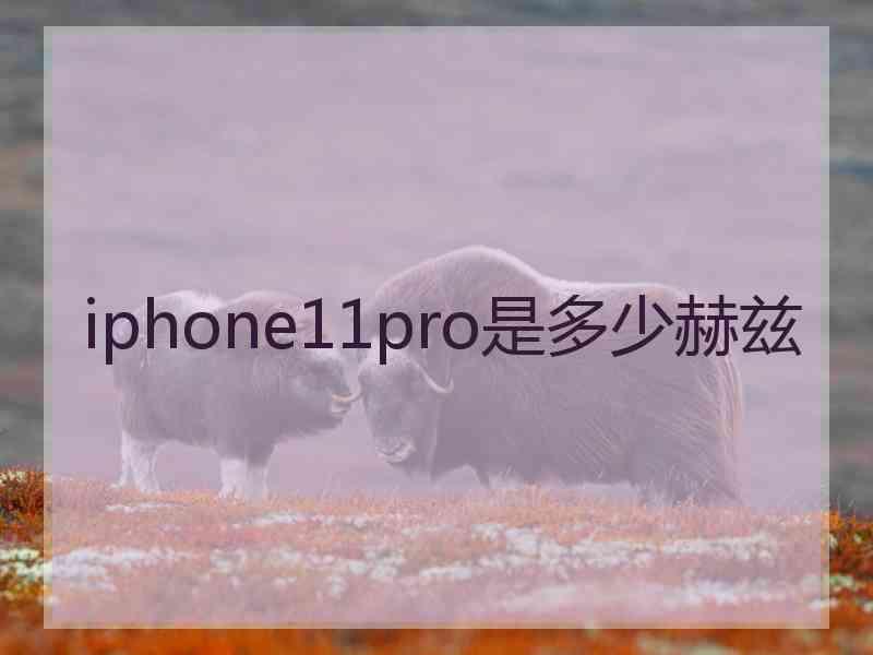 iphone11pro是多少赫兹