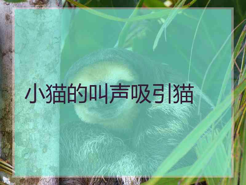 小猫的叫声吸引猫