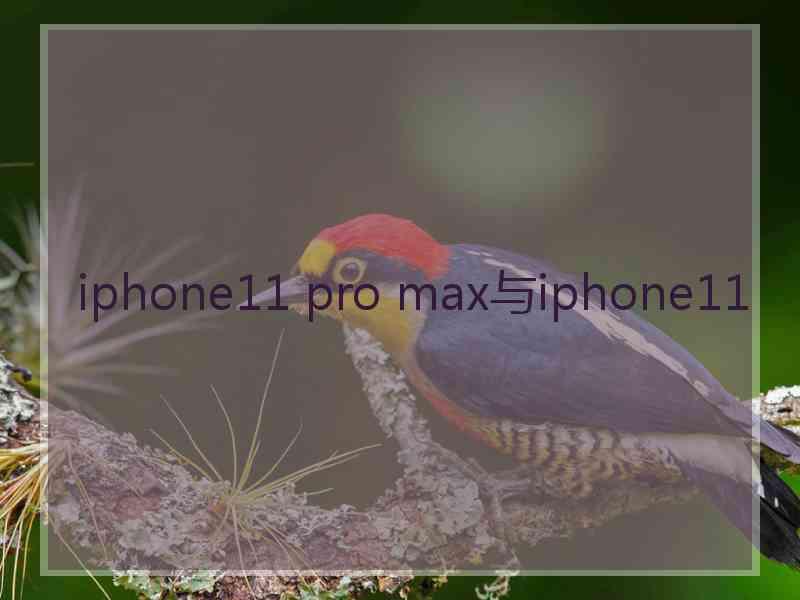 iphone11 pro max与iphone11