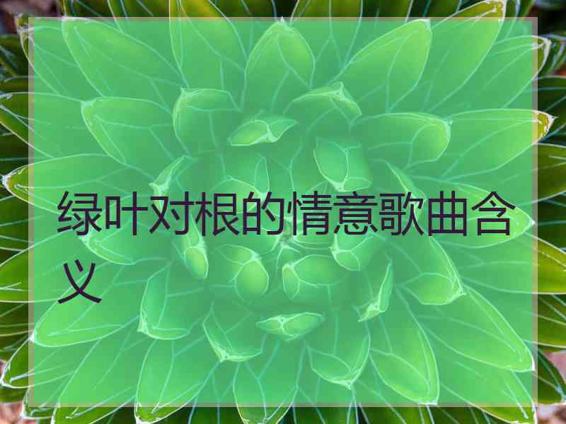 绿叶对根的情意歌曲含义