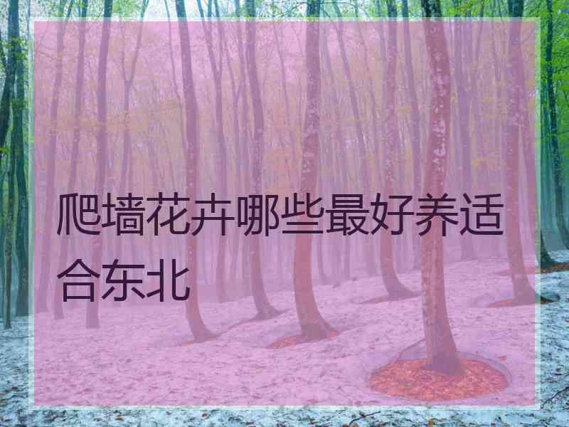 爬墙花卉哪些最好养适合东北