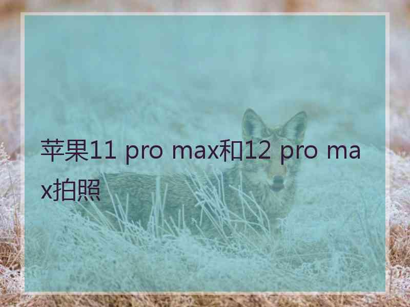 苹果11 pro max和12 pro max拍照