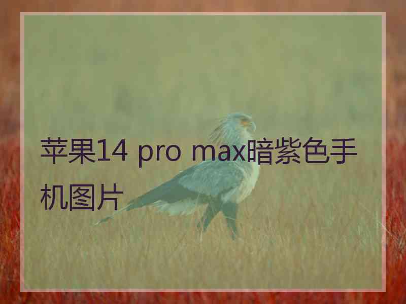 苹果14 pro max暗紫色手机图片