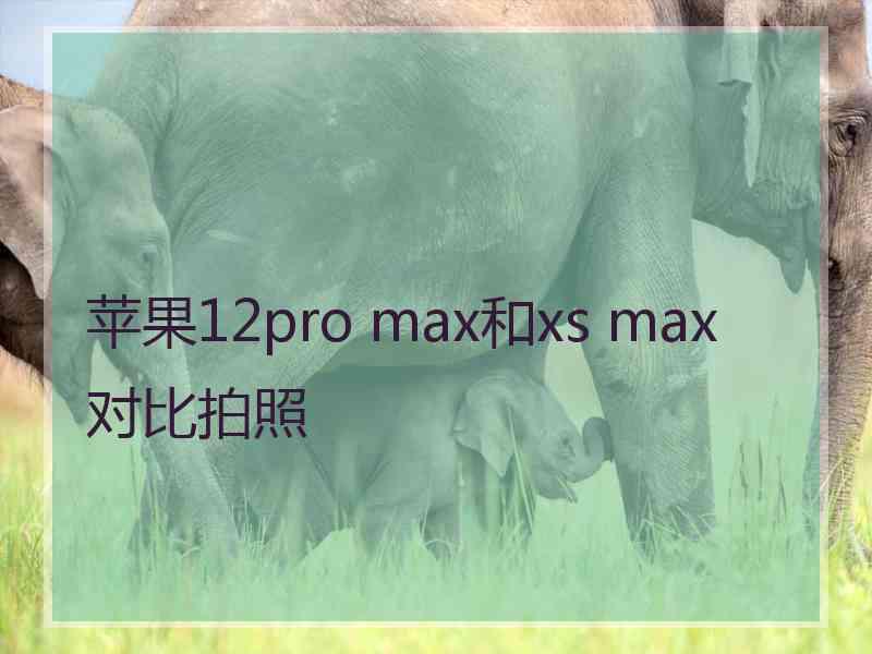 苹果12pro max和xs max对比拍照