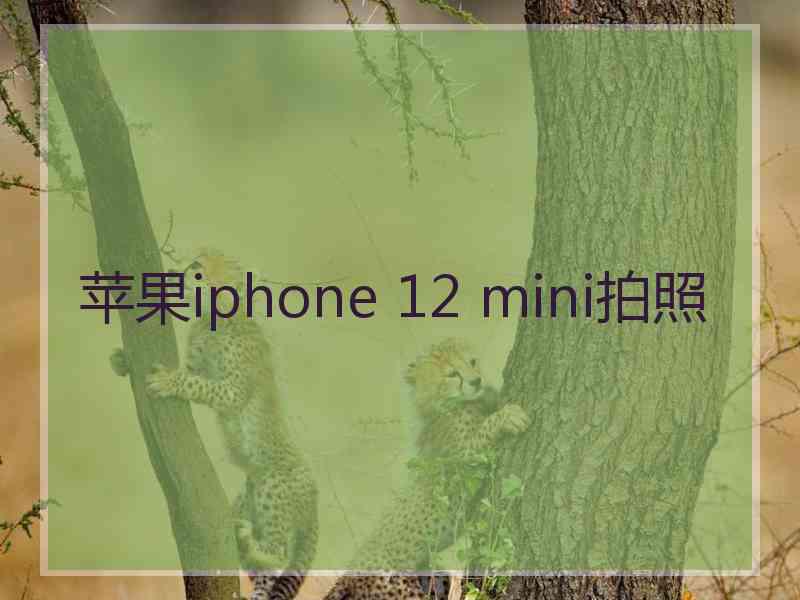 苹果iphone 12 mini拍照