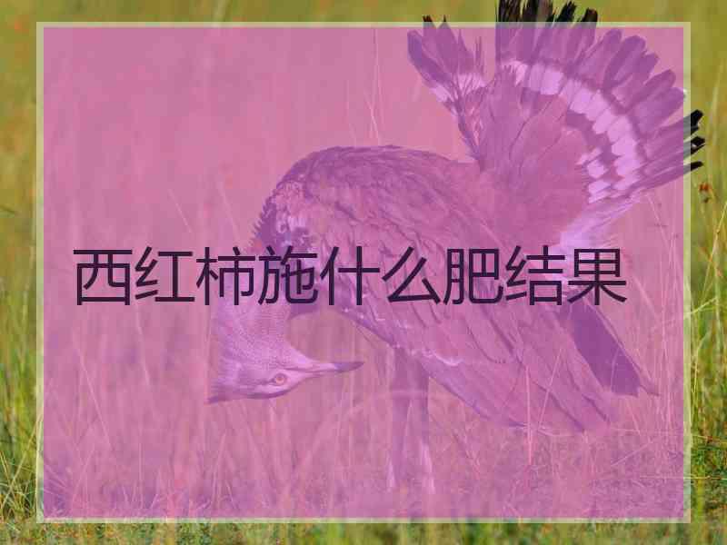 西红柿施什么肥结果