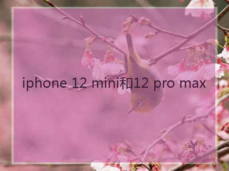 iphone 12 mini和12 pro max