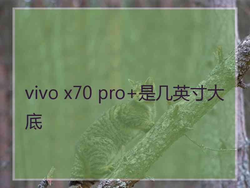 vivo x70 pro+是几英寸大底