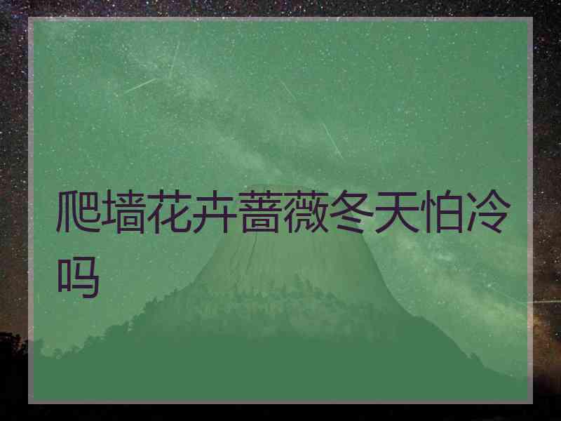 爬墙花卉蔷薇冬天怕冷吗