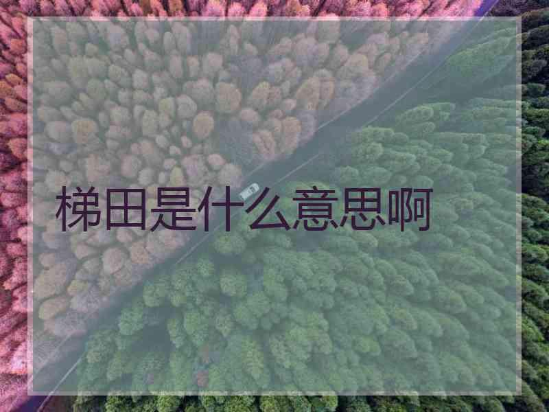 梯田是什么意思啊