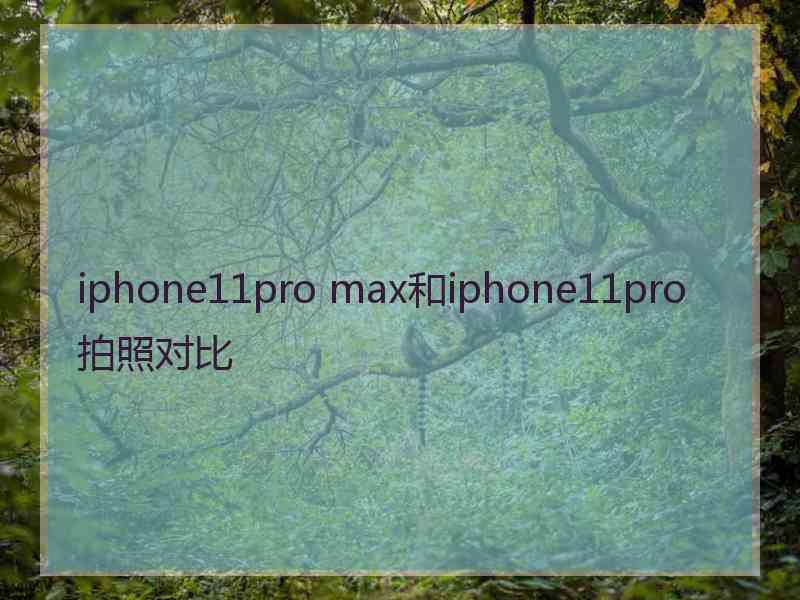 iphone11pro max和iphone11pro拍照对比