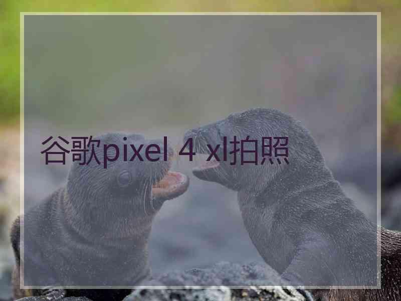 谷歌pixel 4 xl拍照