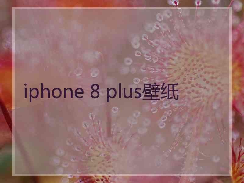 iphone 8 plus壁纸
