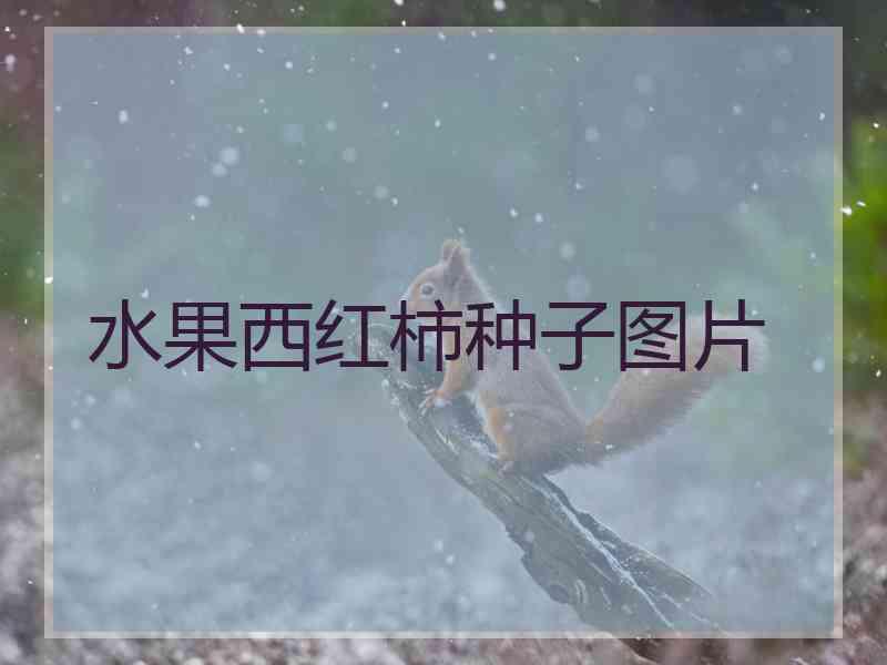 水果西红柿种子图片