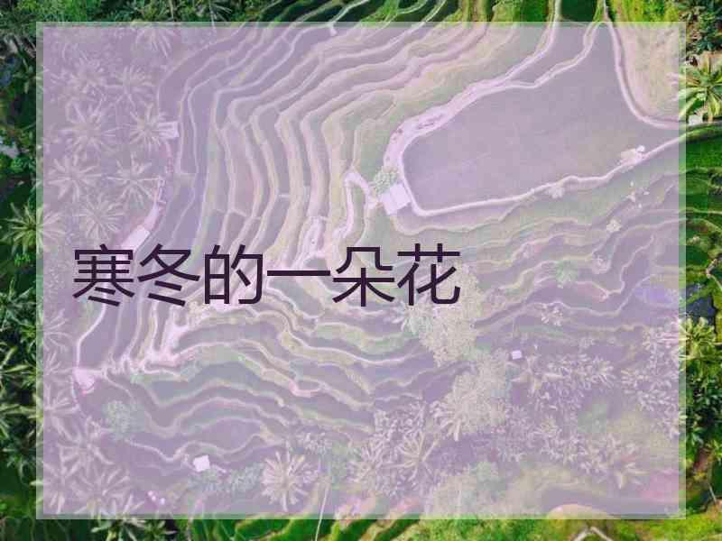 寒冬的一朵花