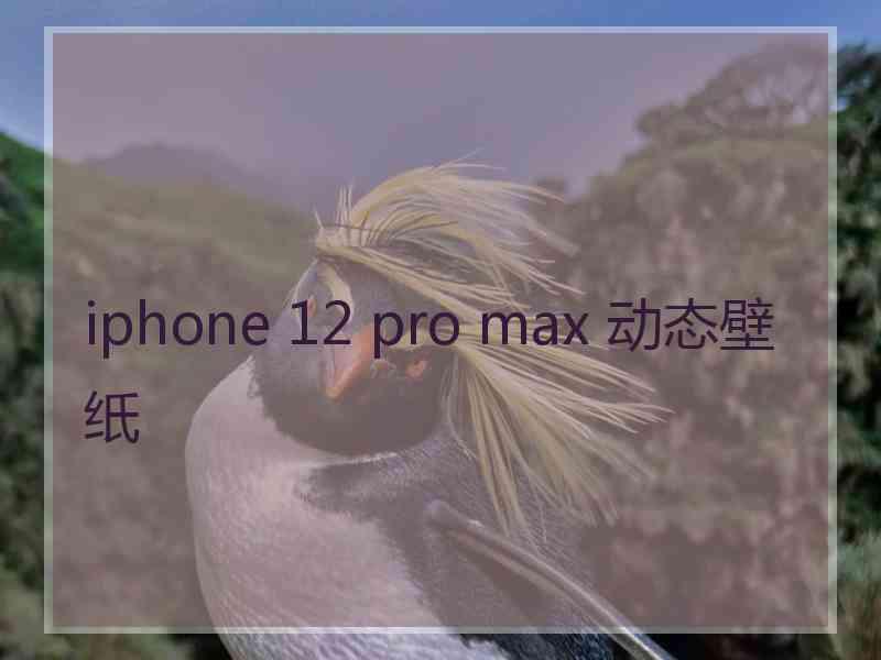 iphone 12 pro max 动态壁纸