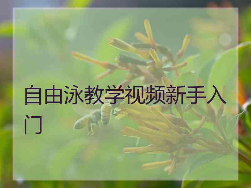 自由泳教学视频新手入门