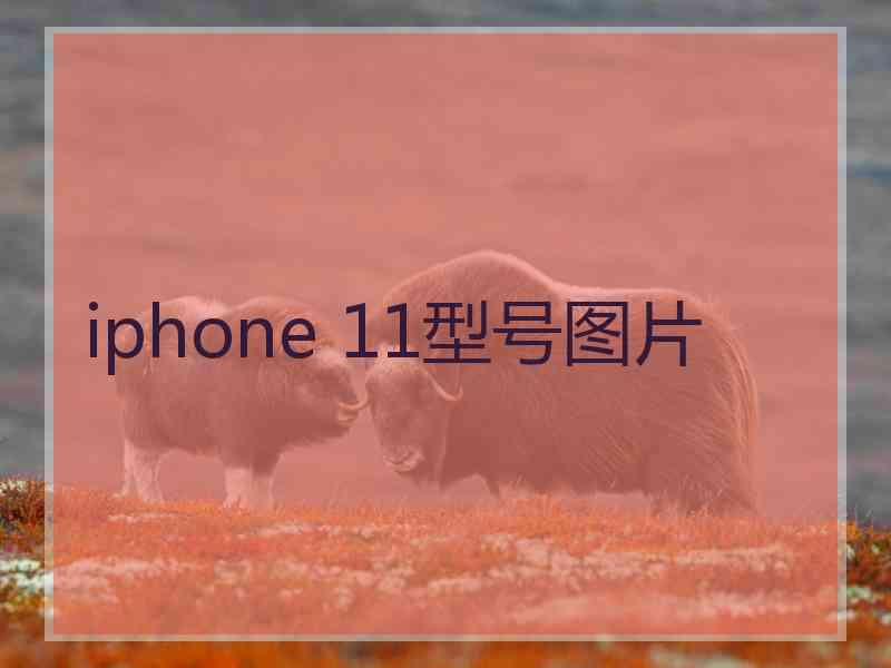 iphone 11型号图片