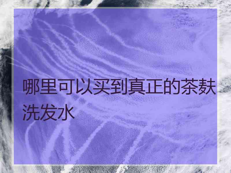 哪里可以买到真正的茶麸洗发水